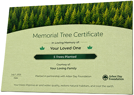 Plant Trees in Memory of Reola Williams